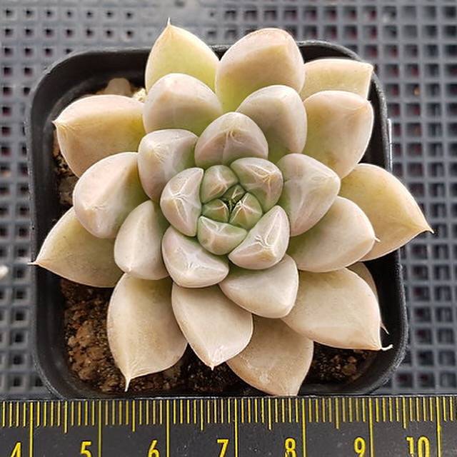 PRESALE Echeveria Tolimanensis, (Random)