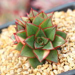 PRESALE Echeveria Monocerotis, Variegata, Triple, (Not so Random)