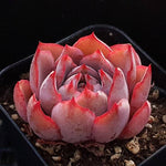 PRESALE Echeveria Hera, (Random)