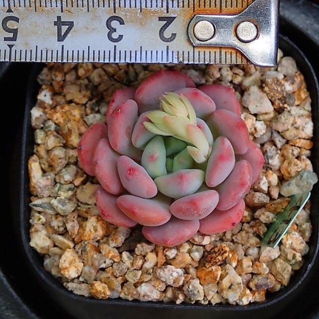 PRESALE Echeveria Lemacho, (Random)