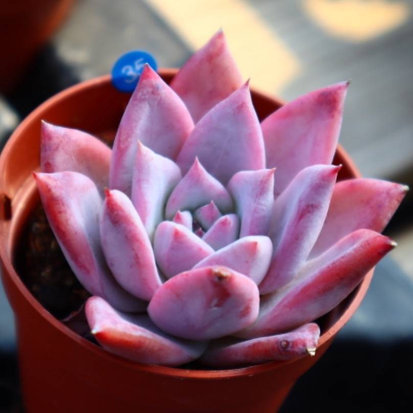 Echeveria Colorata