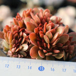 PRESALE Echeveria Ghidoric Iron, (Random)