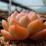 PRESALE Echeveria HOSIKAGE, (Random)