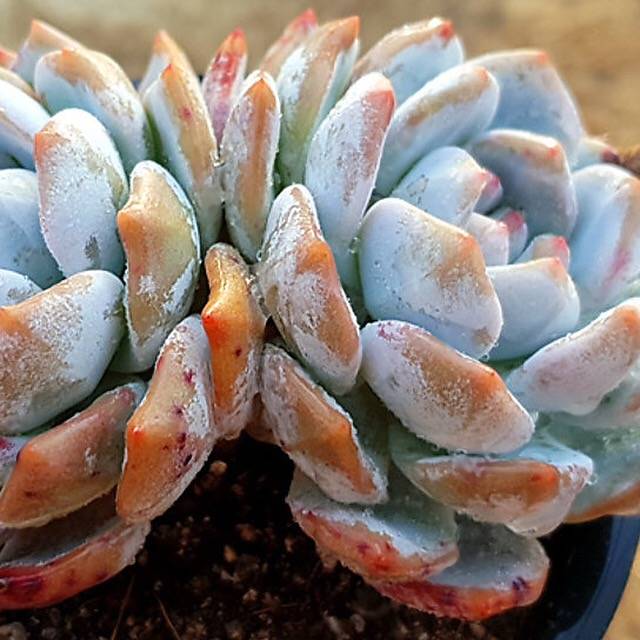 PRESALE Echeveria Monroe, Double, (Random)