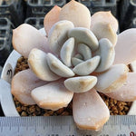 **SPECIAL PRICE** PRESALE Echeveria Tiramisu, (Random)