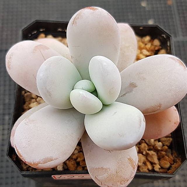 Echeveria Kecevana, (Random)