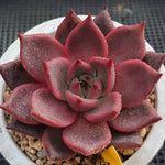 Echeveria Agavoides Ebony