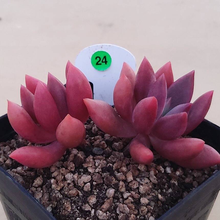 (RESERVED) Echeveria Sp., Double