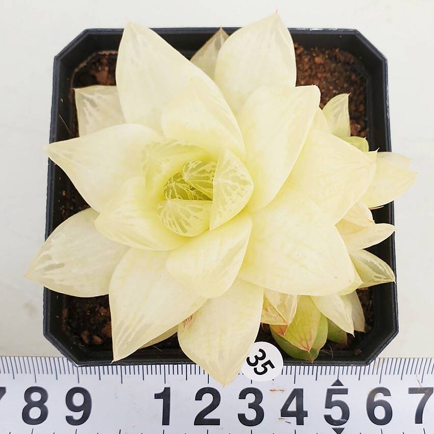 PRESALE Haworthia Cymbiformis f. Variegata, (Random)