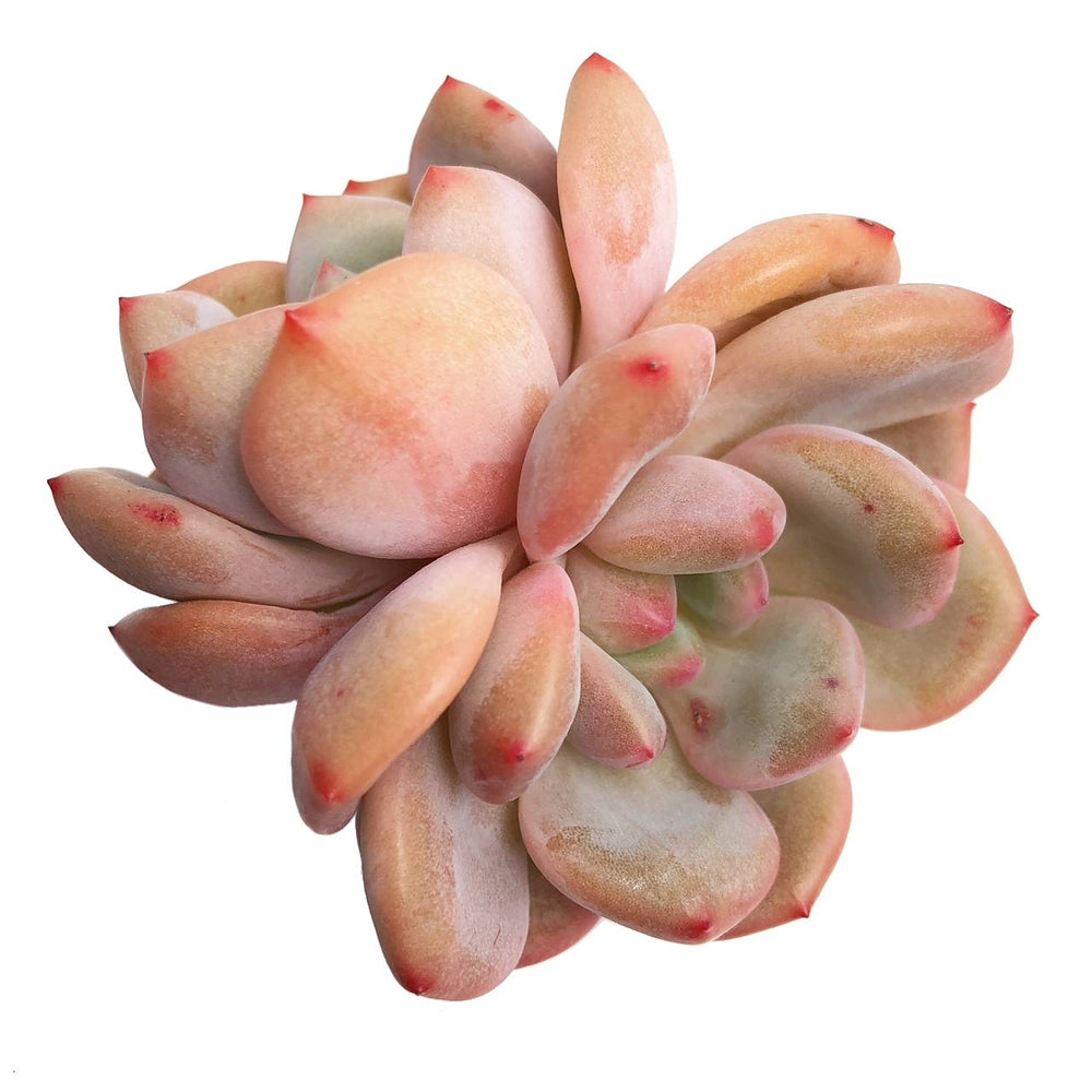 Echeveria Ariel