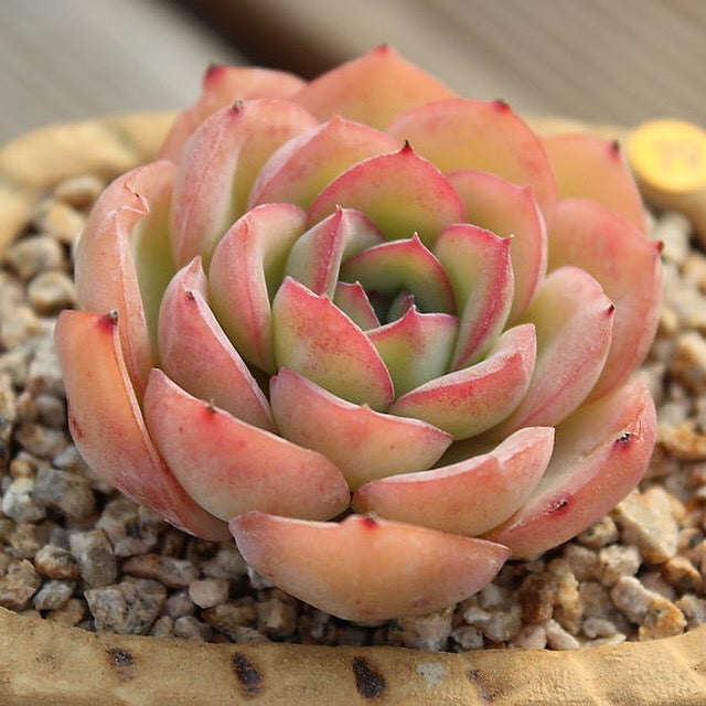 PRESALE Echeveria Morning Dew, (Not so Random)