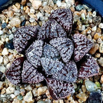 Haworthia Blue Diamond