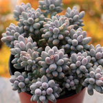 PRESALE Pachyphytum Machucae, (Huge Cluster)