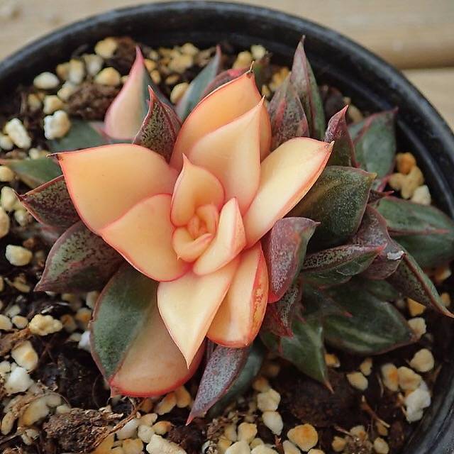 (RESERVED) Echeveria Monocerotis, Variegata