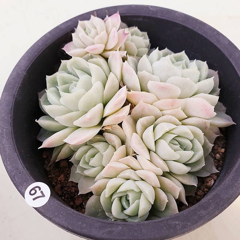 PRESALE Echeveria Hughmillus Cluster, (Random)