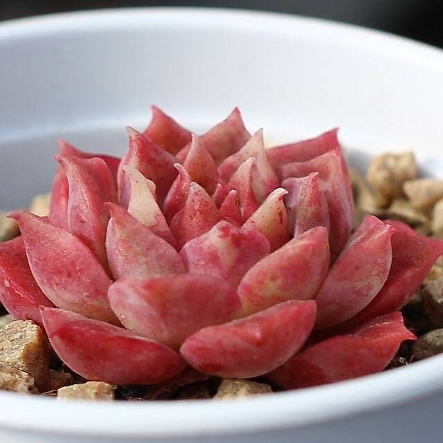 PRESALE Echeveria Mochican