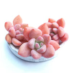 PRESALE Echeveria Arteusa, (Random)