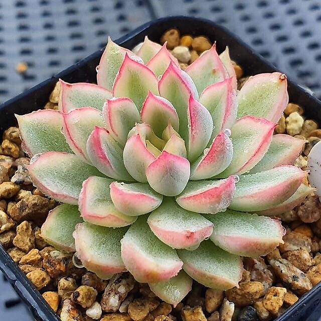 (RESERVED) Echeveria Mebina, Variegata