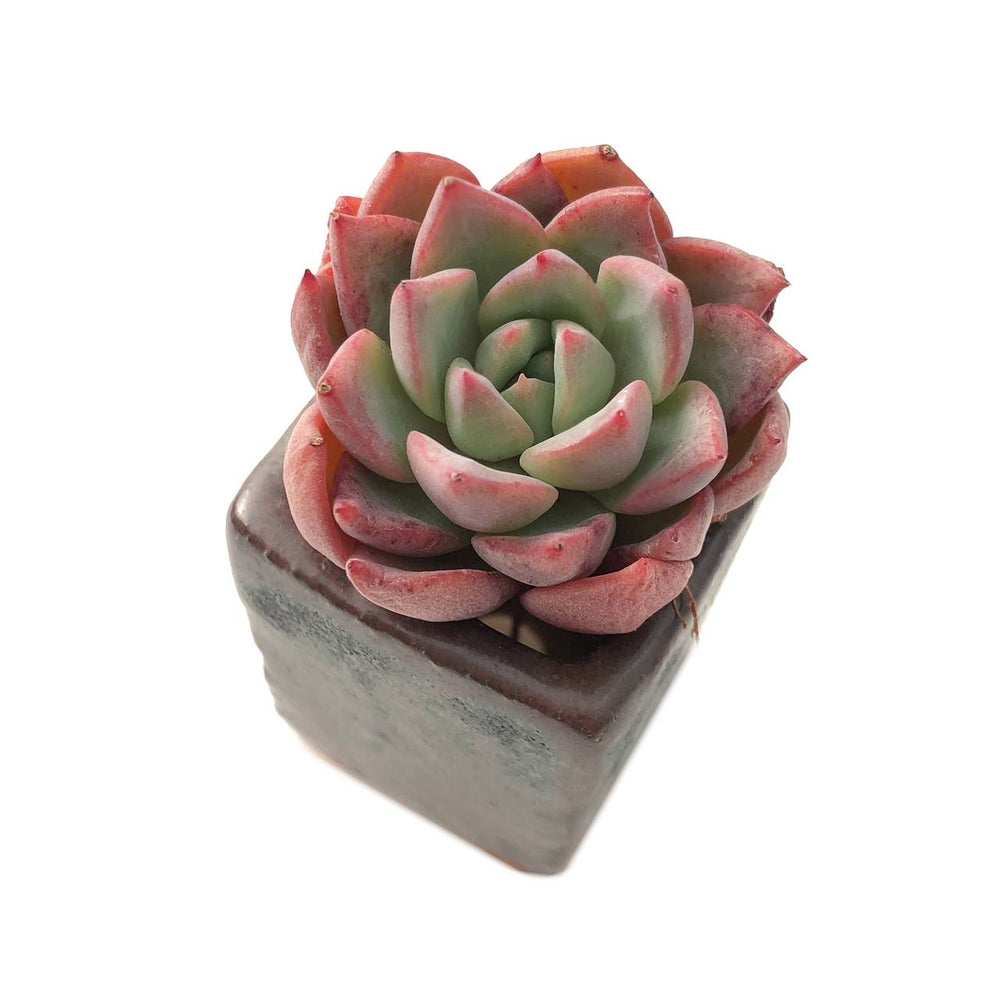 SALE! Echeveria Sp.