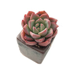 SALE! Echeveria Sp.