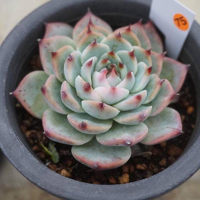 Echeveria Chihuahuaensis, Variegata, (Not so Random)