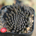 PRESALE Sinocrassula Yunnanensis, (Random)