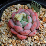 PRESALE Echeveria Lemacho, (Random)