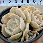 SPECIAL!! JUST CART! PRESALE Echeveria Akaihosi Cluster, Non-Variegated, (Not So Random)