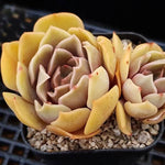 PRESALE Echeveria Keys, (Random)