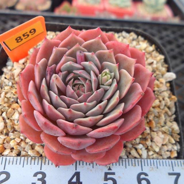 PRESALE Echeveria Tuxpan, (Random)