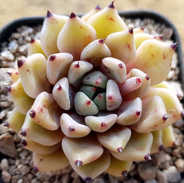 PRESALE Echeveria Canape, (Random)