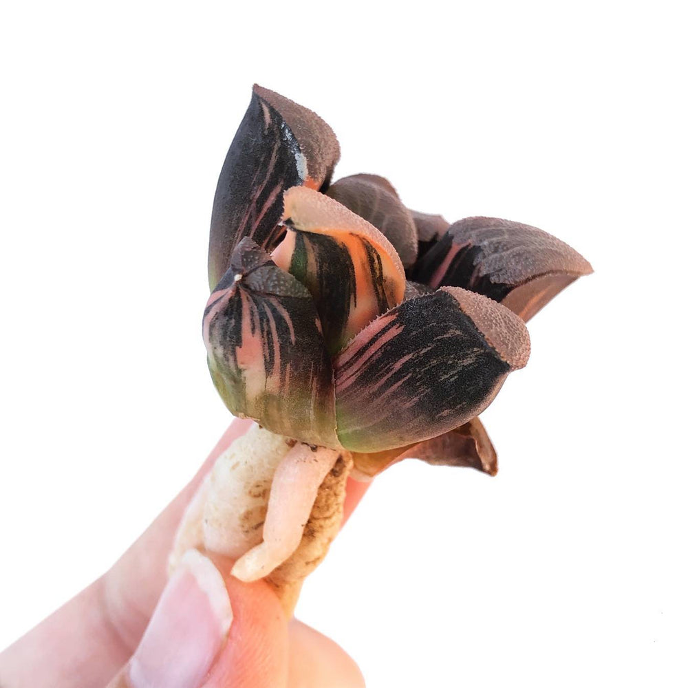 Haworthia Splendens 'Pink Panther,' Variegata, (Video)