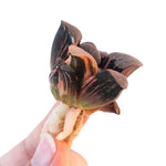 Haworthia Splendens 'Pink Panther,' Variegata, (Video)