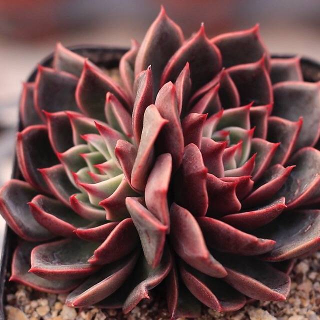 Echeveria Rudolph, Double