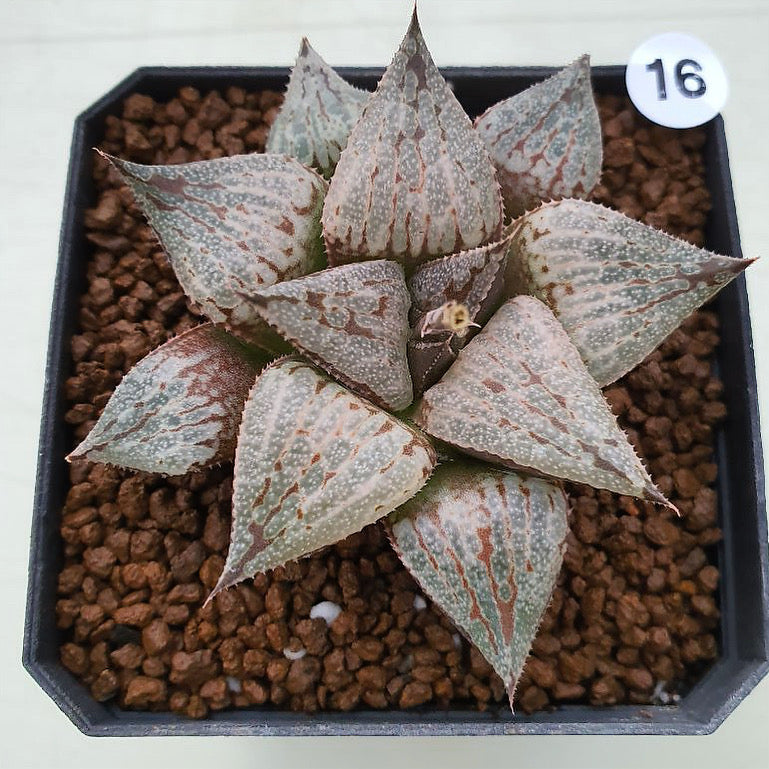 Haworthia Mutica White Hybrid