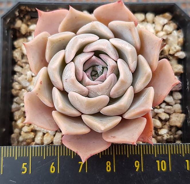 PRESALE Echeveria Glow, (Random) **VIDEO ATTACHED**