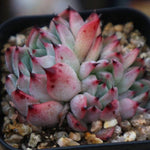 PRESALE Echeveria Jackal, (Random)