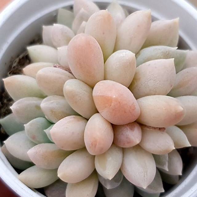 PRESALE Echeveria 'Al Robi,' (Not so Random)