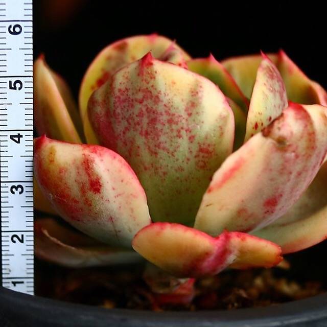 PRESALE Echeveria Angpang, (Random)