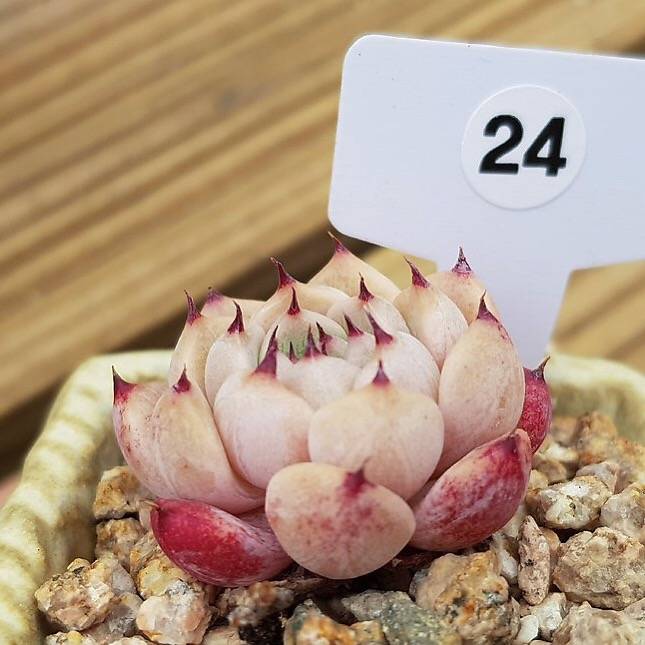 PRESALE Echeveria Princess Sarah, (Not so Random)