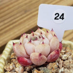 PRESALE Echeveria Princess Sarah, (Not so Random)