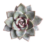 (RESERVED) Echeveria Champagne, Germany