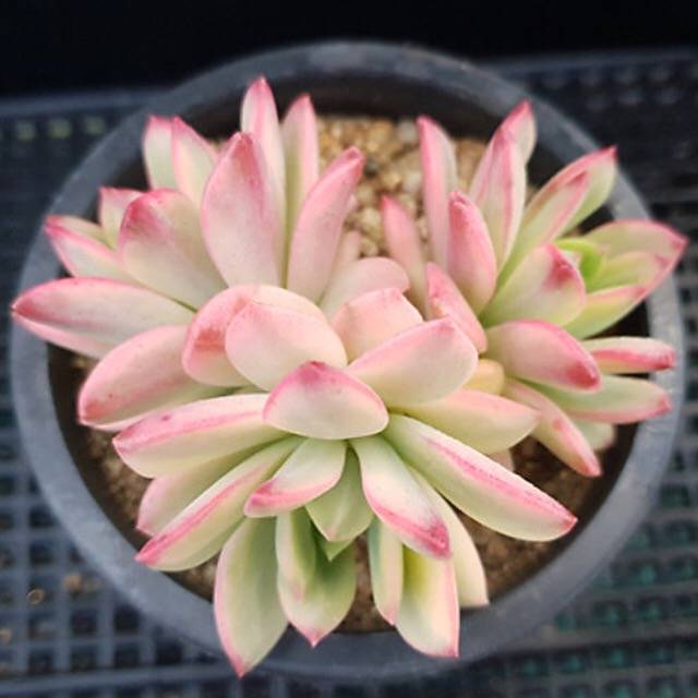 PRESALE Echeveria Mini Belle, (Random)