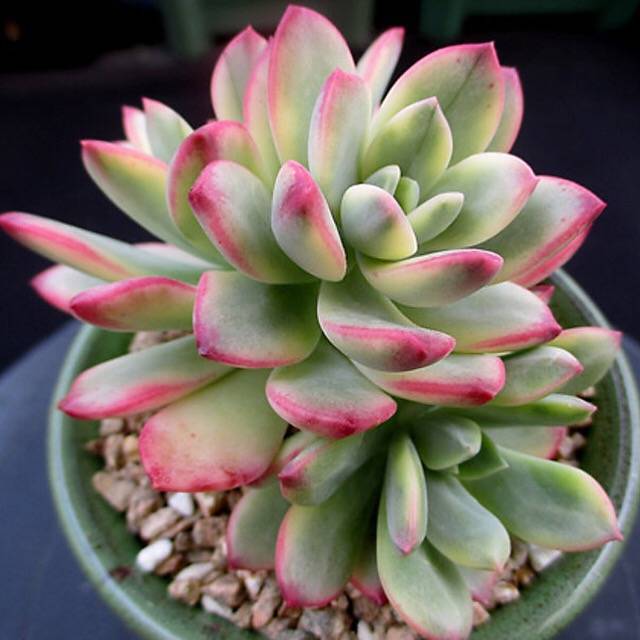 PRESALE Echeveria Mini Belle, Variegata, (Not So Random)