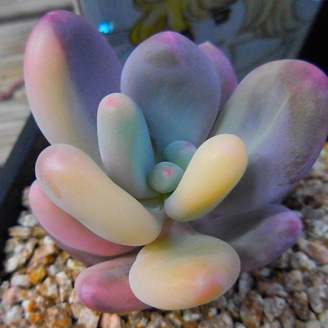 pachyphytum oviferum variegata (RESERVED) Pachyphytum Oviferum cv. Momobijin, Variegata (Option 1)
