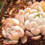 PRESALE Echeveria White Zaragosa, (Not so Random)