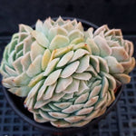 PRESALE Echeveria Elegans Potosina, Cristata, (Not So Random)