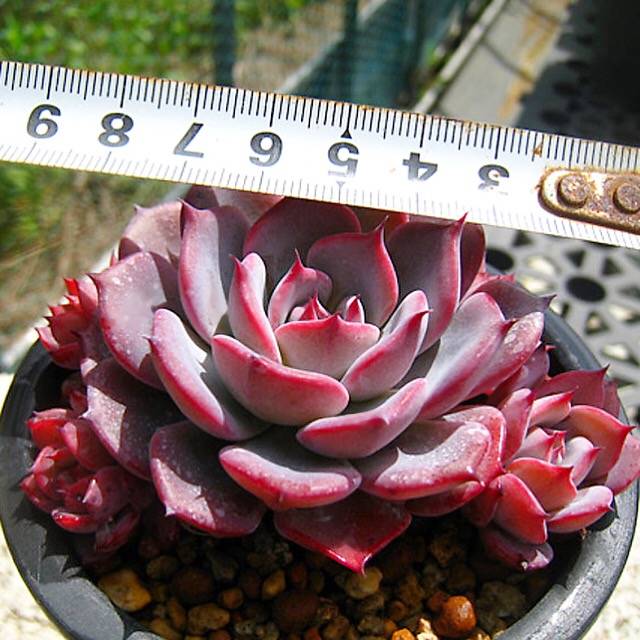 PRESALE Echeveria Laulensis, (Random)