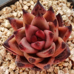 PRESALE Echeveria Agavoides Sirius, (Random)