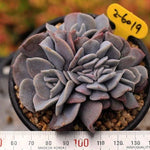 PRESALE Echeveria Pulvinata Cristata